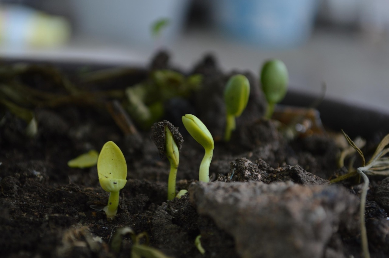 Biosolids market-ready outputs
